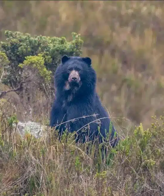 Explorando la Reserva La Laja en Chingaza
