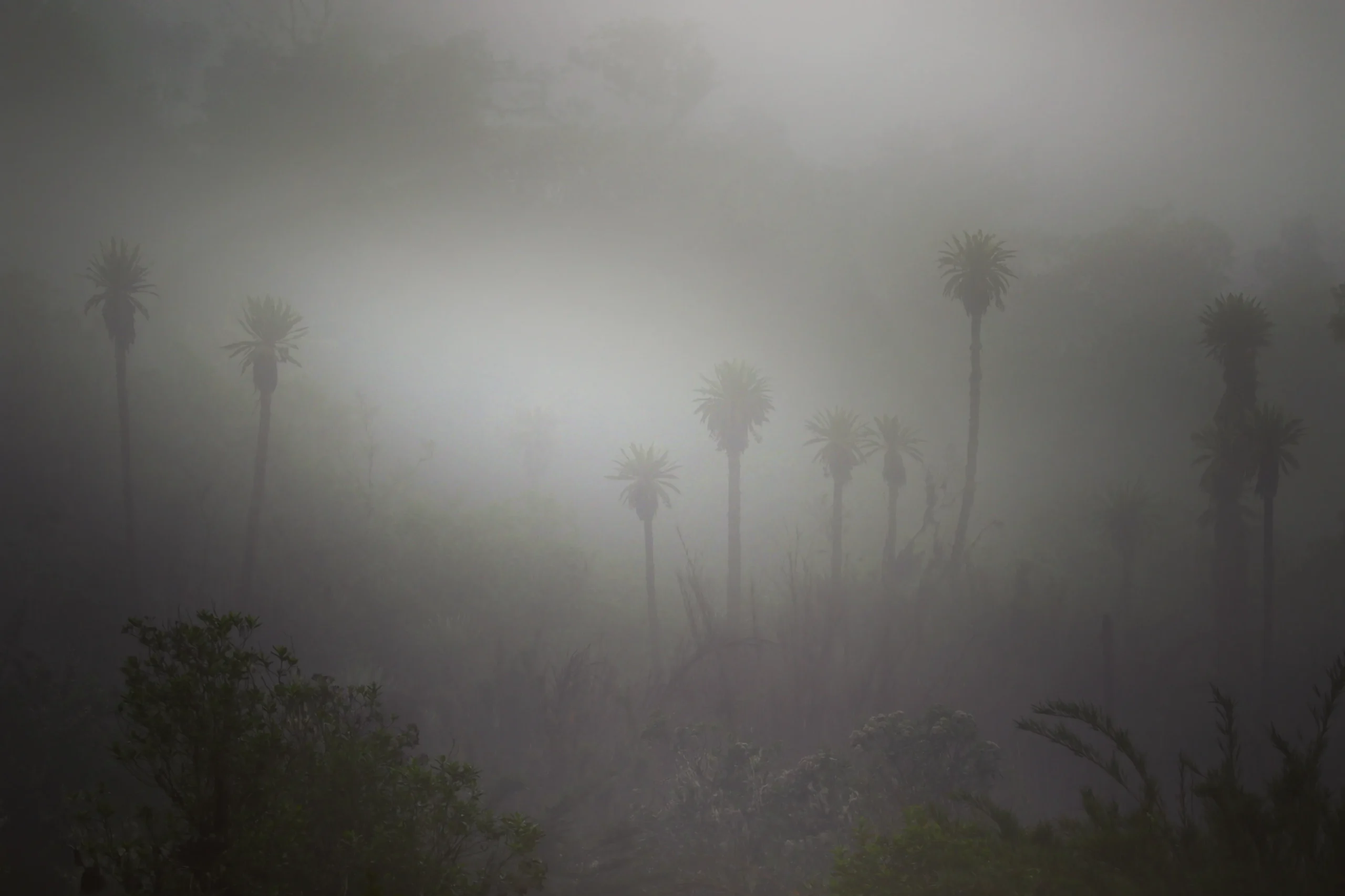 Descubre cómo el frailejón, planta emblemática del páramo de Chingaza, ayuda a capturar
y regular el agua que abastece a Bogotá. Guía de la Reserva La Laja.