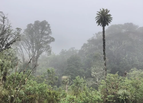 Los Frailejones: la Planta que le da Agua a Bogotá