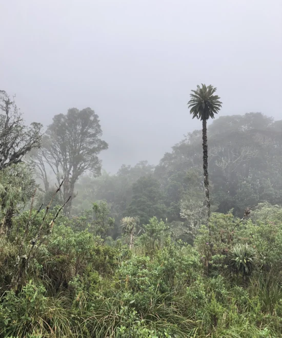 Los Frailejones: la Planta que le da Agua a Bogotá