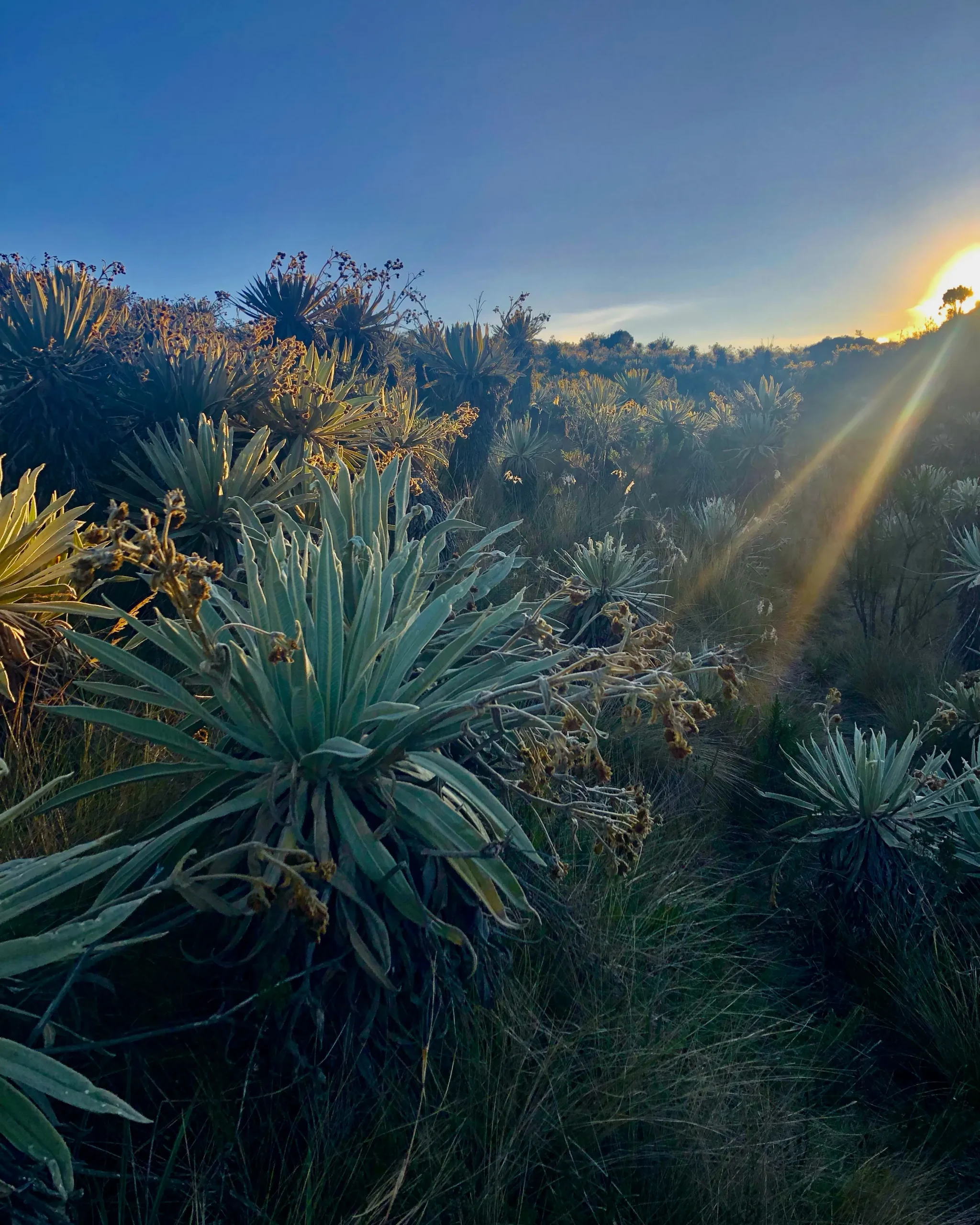 Descubre cómo el frailejón, planta emblemática del páramo de Chingaza, ayuda a capturar
y regular el agua que abastece a Bogotá. Guía de la Reserva La Laja.